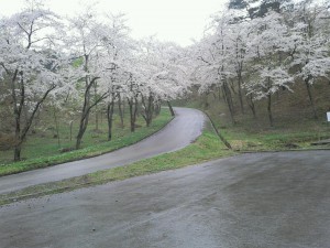 八乙女公園　桜